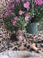 Rosie, a female Chihuahua for sale in Versailles, MO – 3 of 3