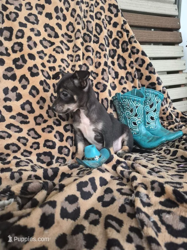 Randy – Chihuahua puppy for sale in Versailles, MO