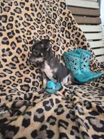 Randy, a male Chihuahua for sale in Versailles, MO – 1 of 3
