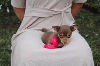Ruby, a female Chihuahua for sale in Versailles, MO – 1 of 3