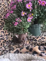 Rosie, a female Chihuahua for sale in Versailles, MO – 2 of 3