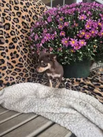 Razzel, a female Chihuahua for sale in Versailles, MO – 3 of 3