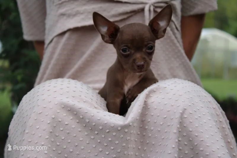 Remi – Chihuahua puppy for sale in Versailles, MO