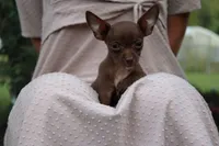 Remi, a female Chihuahua for sale in Versailles, MO – 1 of 3