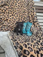 Rascal, a male Chihuahua for sale in Versailles, MO – 3 of 3