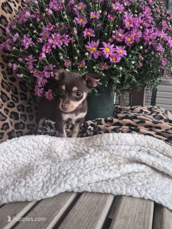 Razzel – Chihuahua puppy for sale in Versailles, MO