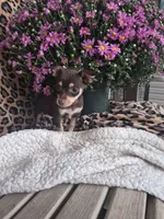 Razzel, a female Chihuahua for sale in Versailles, MO – 1 of 3