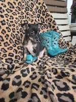 Randy, a male Chihuahua for sale in Versailles, MO – 2 of 3