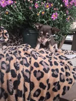 Razzel, a female Chihuahua for sale in Versailles, MO – 2 of 3