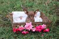 Remi, a female Chihuahua for sale in Versailles, MO – 2 of 3