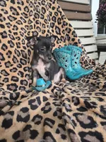 Randy, a male Chihuahua for sale in Versailles, MO – 3 of 3