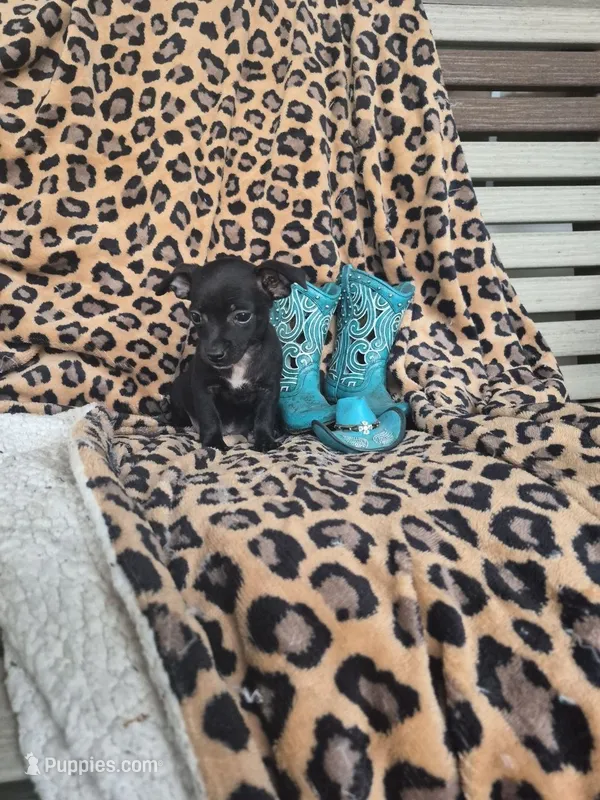 Rascal – Chihuahua puppy for sale in Versailles, MO