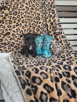 Rascal, a male Chihuahua for sale in Versailles, MO – 1 of 3
