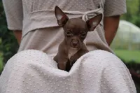 Remi, a female Chihuahua for sale in Versailles, MO – 3 of 3