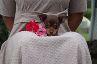Ruby, a female Chihuahua for sale in Versailles, MO – 3 of 3