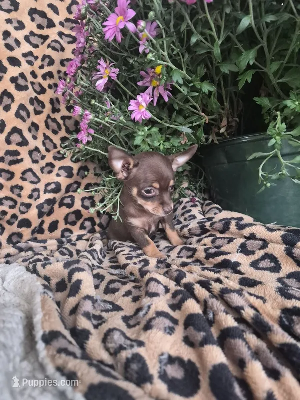 Rosie – Chihuahua puppy for sale in Versailles, MO