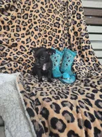 Rascal, a male Chihuahua for sale in Versailles, MO – 2 of 3