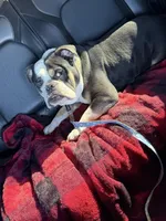 Milo, a male English Bulldog for sale in Carl Junction, MO – Photo 4 of 5