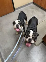 Milo, a male English Bulldog for sale in Carl Junction, MO – Photo 5 of 5