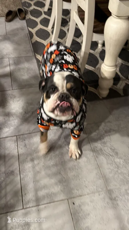 Milo – English Bulldog puppy for sale in Carl Junction, MO