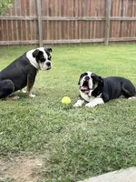 Milo, a male English Bulldog for sale in Carl Junction, MO – Photo 3 of 5