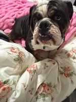 Duke, a male English Bulldog for sale in Carl Junction, MO – Photo 2 of 6