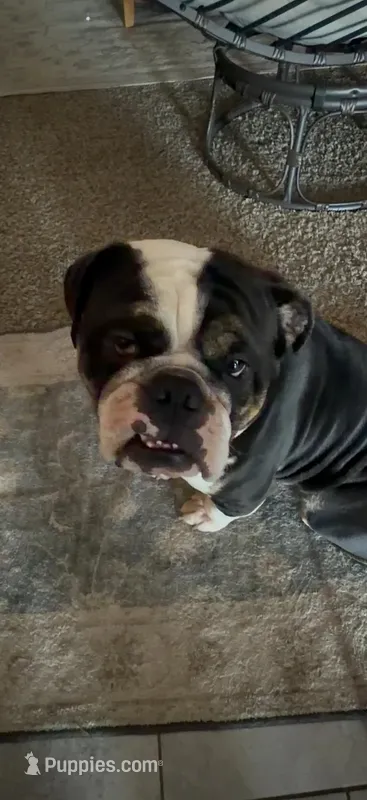 Duke – English Bulldog puppy for sale in Carl Junction, MO