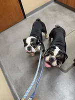 Duke, a male English Bulldog for sale in Carl Junction, MO – Photo 5 of 6