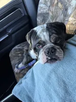 Duke, a male English Bulldog for sale in Carl Junction, MO – Photo 4 of 6