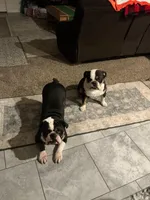 Duke, a male English Bulldog for sale in Carl Junction, MO – Photo 3 of 6