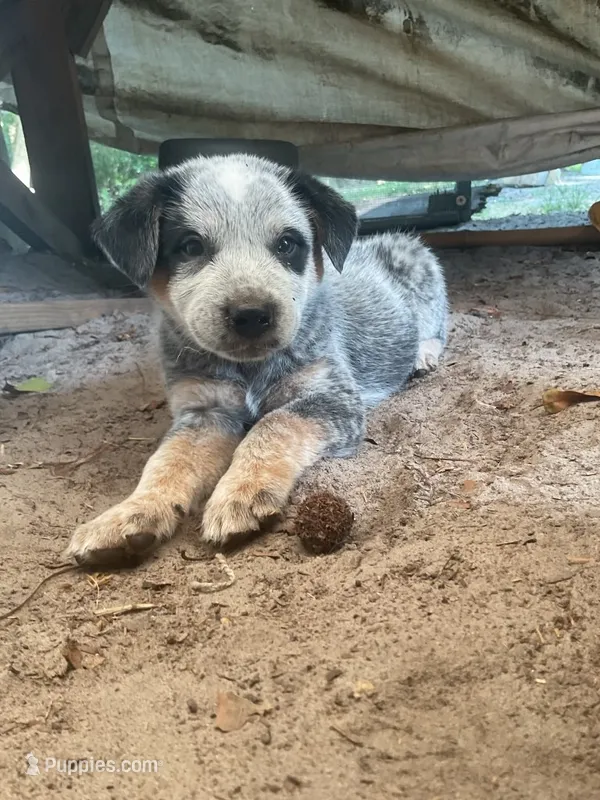 N/A – Australian Cattle Dog puppy for sale in Snow Hill, NC