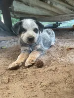 N/A, a male Australian Cattle Dog for sale in Snow Hill, NC – 1 of 1