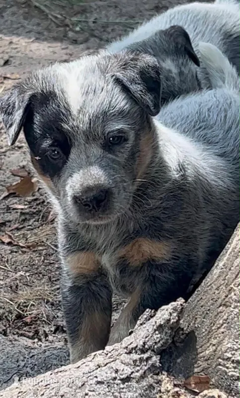 N/A – Australian Cattle Dog puppy for sale in Snow Hill, NC