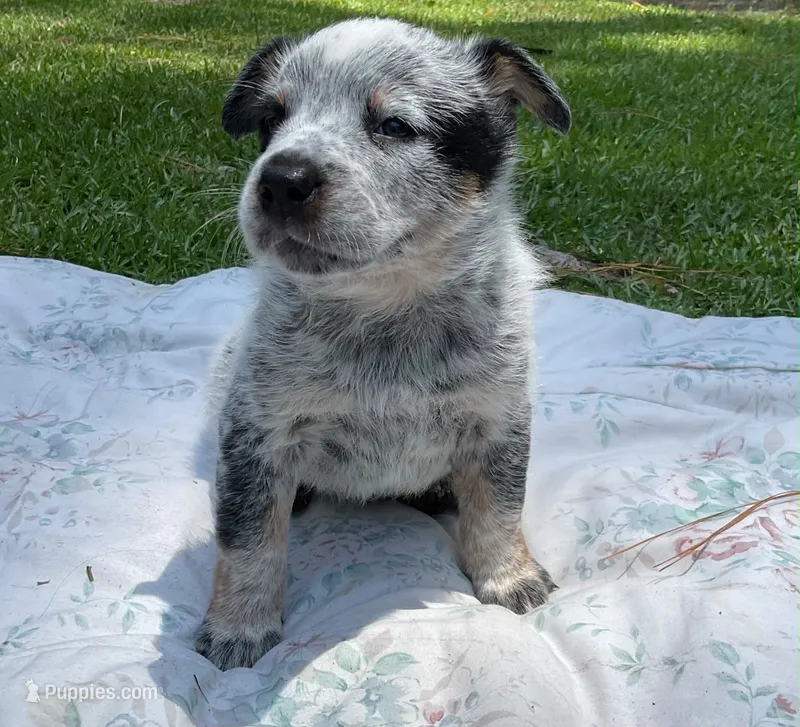N/A – Australian Cattle Dog puppy for sale in Snow Hill, NC