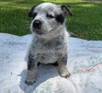 N/A, a male Australian Cattle Dog for sale in Snow Hill, NC – 1 of 1