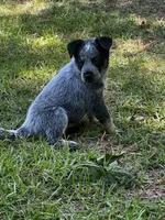 N/A, a female Australian Cattle Dog for sale in Snow Hill, NC – 1 of 1