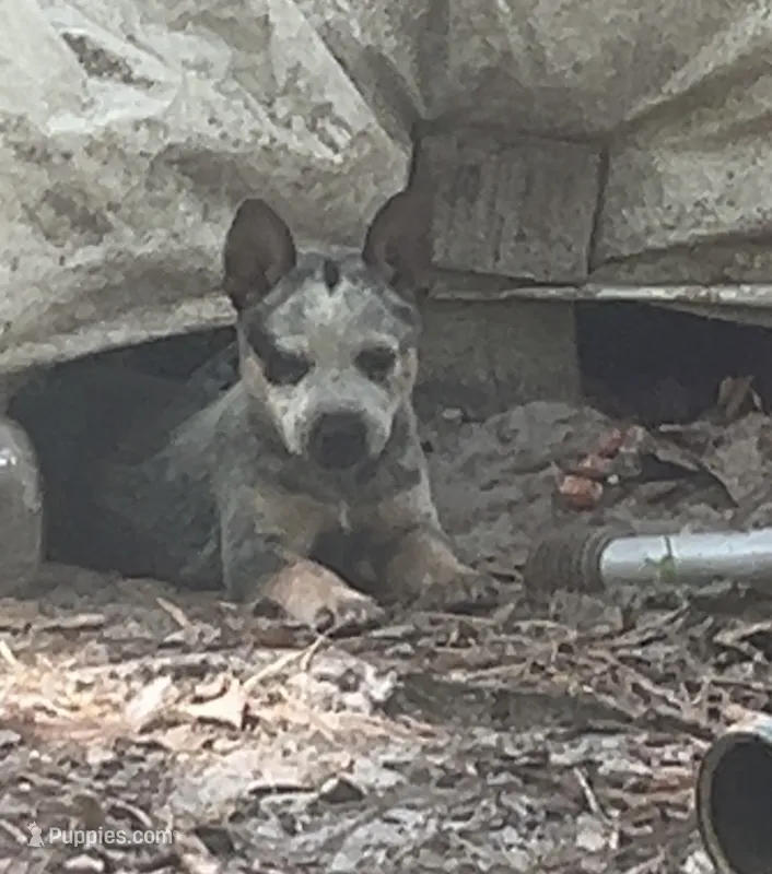 N/A – Australian Cattle Dog puppy for sale in Snow Hill, NC
