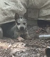 N/A, a female Australian Cattle Dog for sale in Snow Hill, NC – 1 of 1
