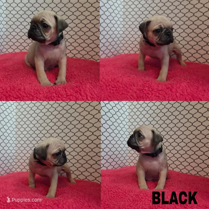 Black – Pug puppy for sale in Raytown, MO
