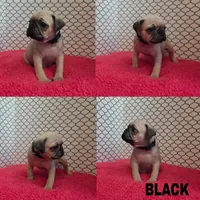 Black, a male Pug for sale in Raytown, MO – 1 of 1