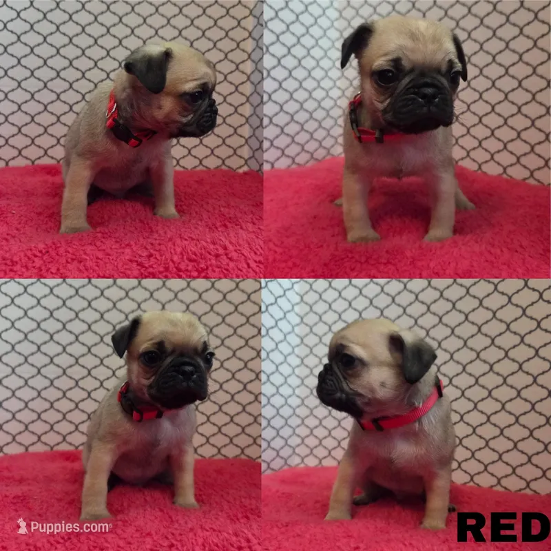 Red – Pug puppy for sale in Raytown, MO