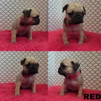 Red, a male Pug for sale in Raytown, MO – 1 of 1