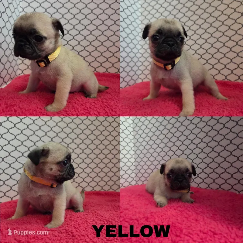 Yellow  – Pug puppy for sale in Raytown, MO