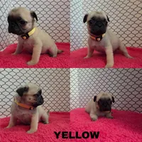 Yellow , a female Pug for sale in Raytown, MO – 1 of 1