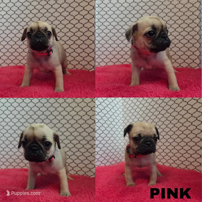 Pink – Pug puppy for sale in Raytown, MO