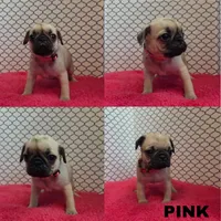 Pink, a female Pug for sale in Raytown, MO – 1 of 1