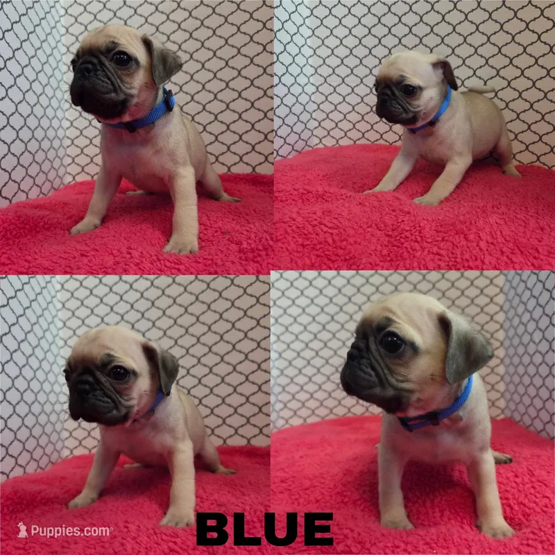 Blue – Pug puppy for sale in Raytown, MO