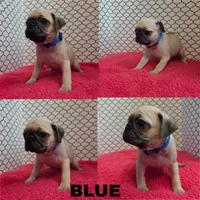 Blue, a male Pug for sale in Raytown, MO – 1 of 1