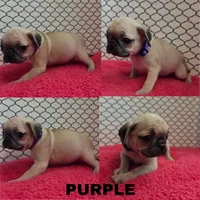Purple, a female Pug for sale in Raytown, MO – 1 of 1