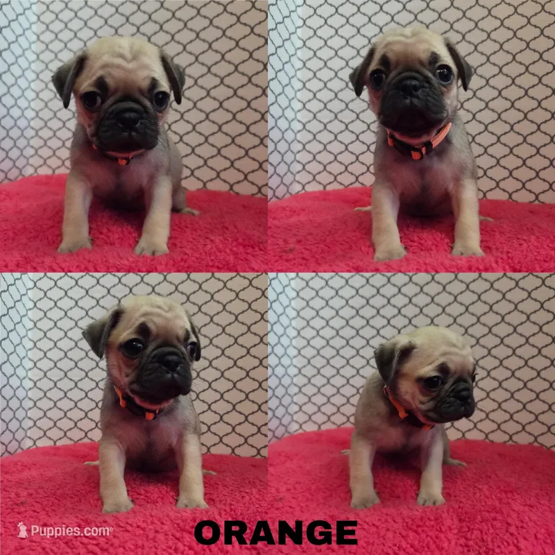 Orange – Pug puppy for sale in Raytown, MO